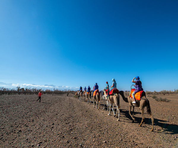 agafay desert camel ride