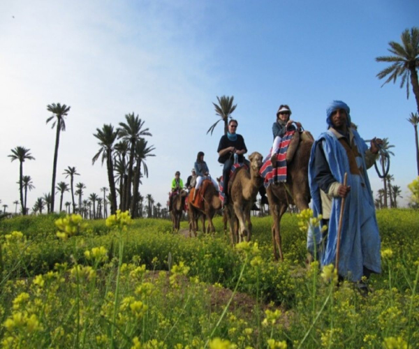 camel ride palmeraie marrakech